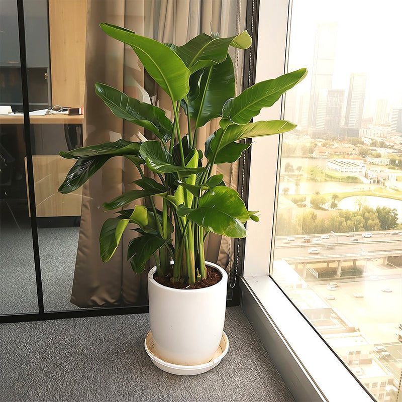 Strelitzia Nicolai / Bird of Paradise Plant طائر الجنة - Greensouq - 