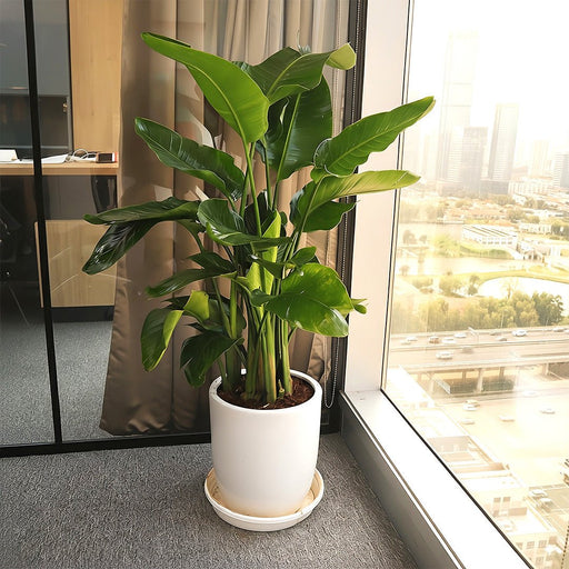 Strelitzia Nicolai / Bird of Paradise Plant طائر الجنة - Greensouq - 