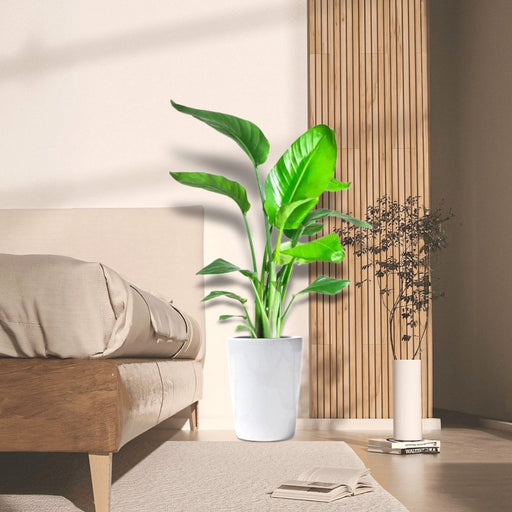 Strelitzia Nicolai / Bird of Paradise Plant طائر الجنة - Greensouq - 