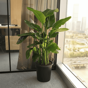 Strelitzia Nicolai / Bird of Paradise Plant طائر الجنة - Greensouq - 