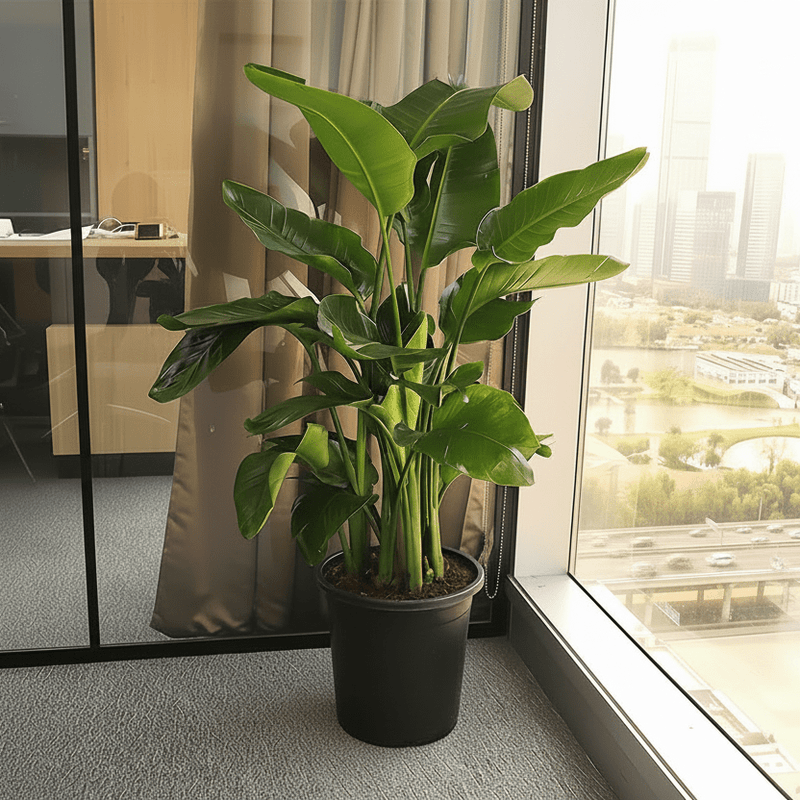 Strelitzia Nicolai / Bird of Paradise Plant طائر الجنة - Greensouq - 