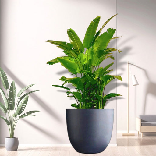 Strelitzia Nicolai / Bird of Paradise Plant طائر الجنة in Gray Fiber Pot (56cm Height /73cm Dia) - Greensouq - 