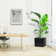 Strelitzia Nicolai / Bird of Paradise Plant طائر الجنة in Grp Square Pot 40x40 - Greensouq - 