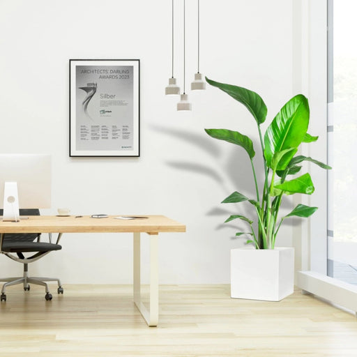 Strelitzia Nicolai / Bird of Paradise Plant طائر الجنة in Grp Square Pot 40x40 - Greensouq - 
