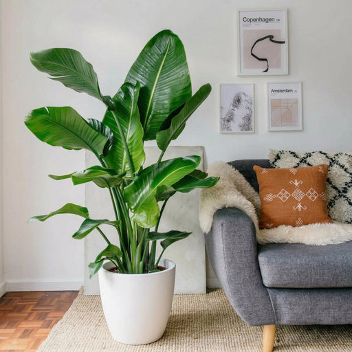 Strelitzia Nicolai / Bird of Paradise Plant طائر الجنة - Greensouq - 