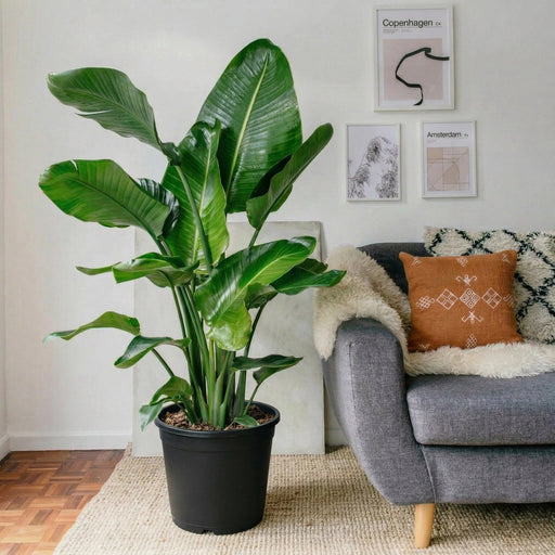 Strelitzia Nicolai / Bird of Paradise Plant طائر الجنة - Greensouq - 