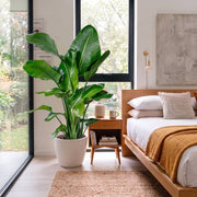 Strelitzia Nicolai - Bird of Paradise Plant طائر الجنة | UAE's Bold Tropical Statement! - Greensouq -