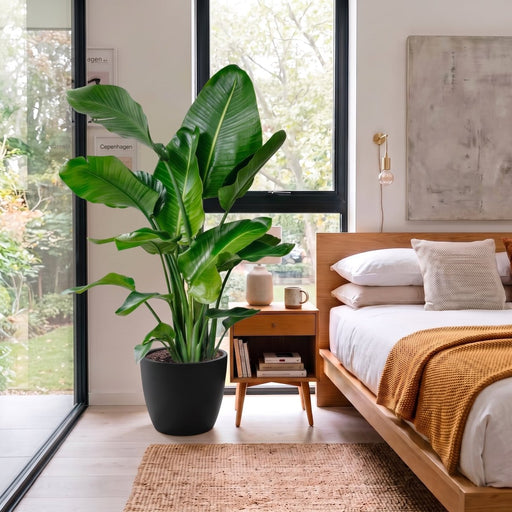 Strelitzia Nicolai - Bird of Paradise Plant طائر الجنة | UAE's Bold Tropical Statement! - Greensouq -