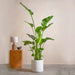 Strelitzia Nicolai or Bird of Paradise طائر الجنة - Greensouq - 