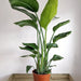 Strelitzia Nicolai or Bird of Paradise طائر الجنة - Greensouq - 