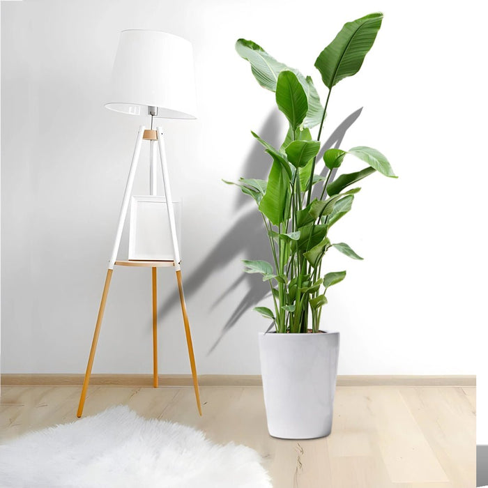 Strelitzia Nicolai or Bird of Paradise طائر الجنة - Greensouq - 