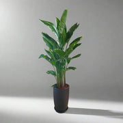 Strelitzia Nicolai or Bird of Paradise طائر الجنة in Black Ceramic Pot 1.8 - 2m - Greensouq - 