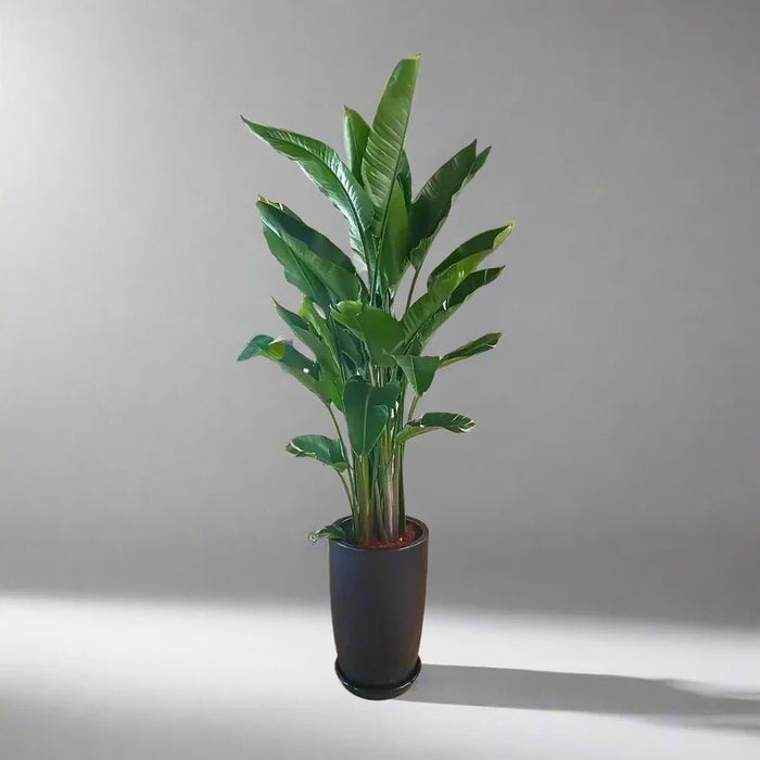 Strelitzia Nicolai or Bird of Paradise طائر الجنة in Black Ceramic Pot 1.8 - 2m - Greensouq - 