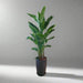 Strelitzia Nicolai or Bird of Paradise طائر الجنة in Black Ceramic Pot 1.8 - 2m - Greensouq - 