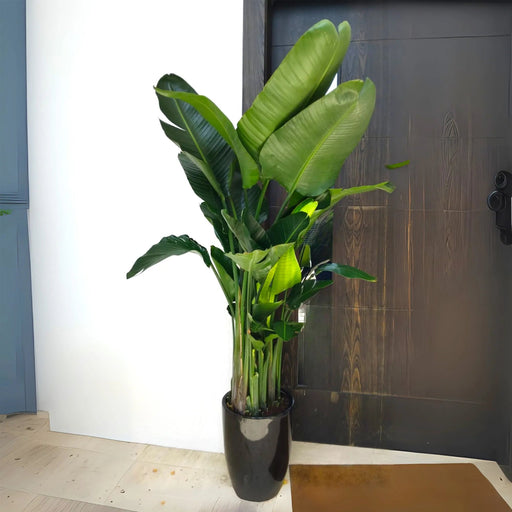 Strelitzia Nicolai or Bird of Paradise طائر الجنة in Black Ceramic Pot 1.8 - 2m - Greensouq - 