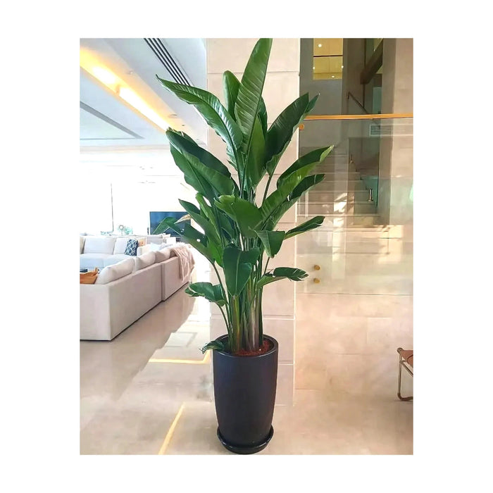 Strelitzia Nicolai or Bird of Paradise طائر الجنة in Black Ceramic Pot 1.8 - 2m - Greensouq - 