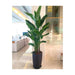 Strelitzia Nicolai or Bird of Paradise طائر الجنة in Black Ceramic Pot 1.8 - 2m - Greensouq - 
