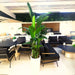 Strelitzia Nicolai or Bird of Paradise طائر الجنة in White Ceramic Pot 1.8 - 2m - Greensouq - 