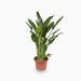 strelitzia reginae or Bird of Paradise طائر الجنة (Indoor) 50 – 60cm