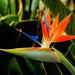 Strelitzia Reginae, Bird of Paradise 0.6 - 0.8m طائر الجنة - Greensouq - 