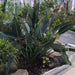 Strelitzia Reginae, Bird of Paradise 0.6 - 0.8m طائر الجنة - Greensouq - 