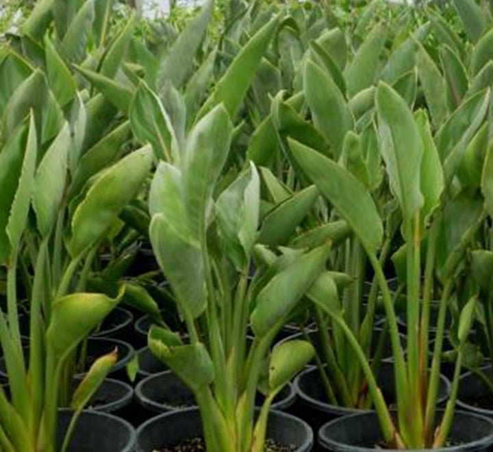 Strelitzia Reginae, Bird of Paradise 0.6 - 0.8m طائر الجنة - Greensouq - 
