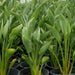 Strelitzia Reginae, Bird of Paradise 0.6 - 0.8m طائر الجنة - Greensouq - 