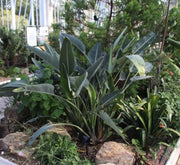 Strelitzia Reginae, Bird of Paradise 0.6 - 0.8m طائر الجنة - Greensouq - 