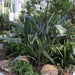 Strelitzia Reginae, Bird of Paradise 0.6 - 0.8m طائر الجنة - Greensouq - 