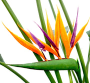 Strelitzia Reginae or Bird of Paradise طائر الجنة (Indoor No Flowers) 30 - 40cm - Greensouq - 