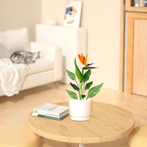 Strelitzia Reginae or Bird of Paradise طائر الجنة (Indoor No Flowers) 30 - 40cm - Greensouq - 