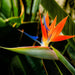 Strelitzia Reginae or Bird of Paradise طائر الجنة (Indoor No Flowers) 30 - 40cm - Greensouq - 