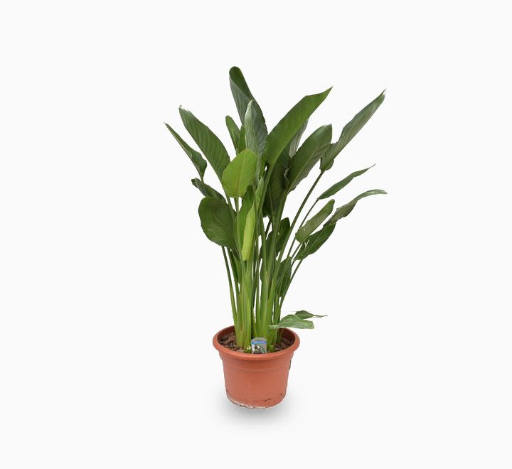 Strelitzia Reginae or Bird of Paradise طائر الجنة (Indoor No Flowers) 30 - 40cm - Greensouq - 