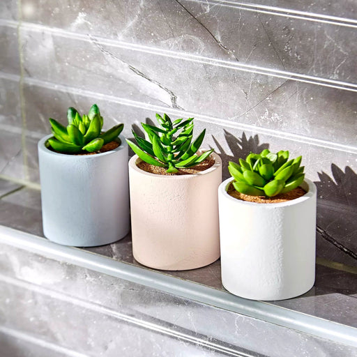 Succulent 3 - Piece Plants Bundle in Cement Pots - Greensouq - 