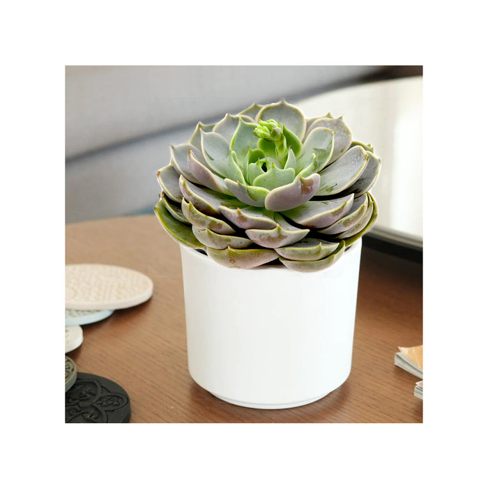 Echeveria Succulent