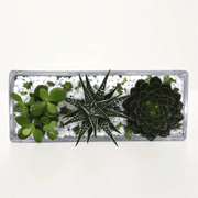 Succulent Jungle Garden / indoor garden texture- Greensouq -