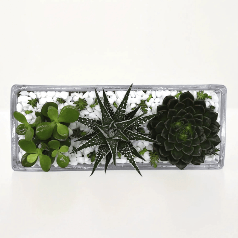 Succulent Jungle Garden / indoor garden texture- Greensouq -