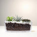 Succulent Jungle - Greensouq - 