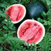 Sugar Baby Watermelon Agrimax Seeds - Greensouq - 