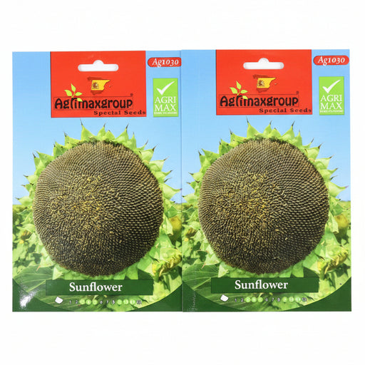 Sunflower Seeds Premium Quality by Agrimax - Greensouq -