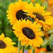 Sunflower Seeds 110mg - Fito - Greensouq - 