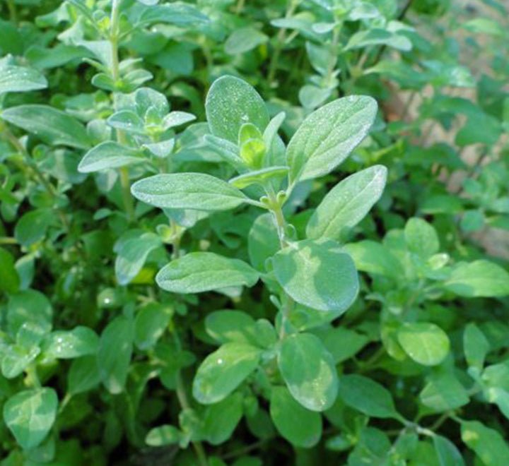 Sweet Marjoram - Greensouq - 