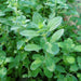 Sweet Marjoram - Greensouq - 