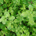 Sweet Marjoram - Greensouq - 