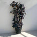 Sweet Potato Vine | Ipomoea batatas | Ipomoea Black Heart 80 - 100cm - Greensouq - 