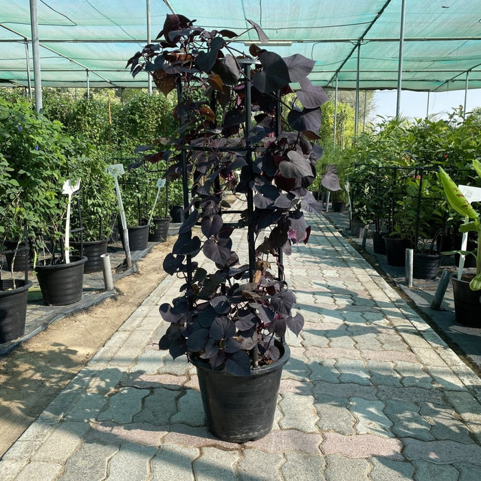 Sweet Potato Vine | Ipomoea batatas | Ipomoea Black Heart 80 - 100cm - Greensouq - 