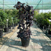 Sweet Potato Vine | Ipomoea batatas | Ipomoea Black Heart 80 - 100cm - Greensouq - 