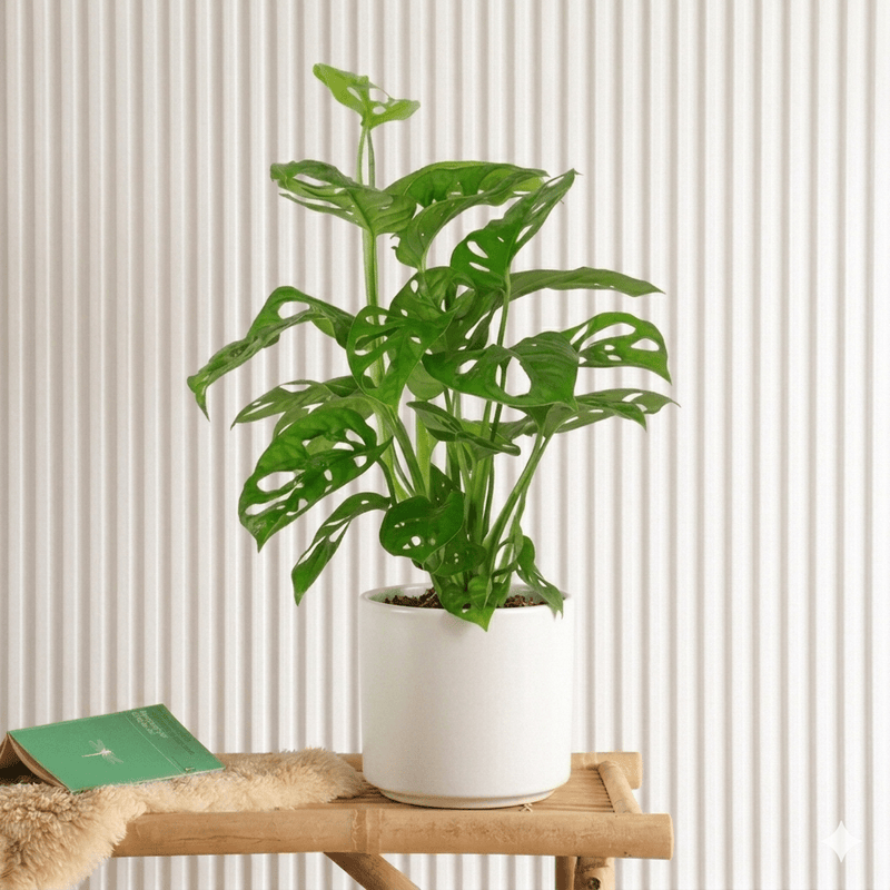 Swiss Cheese Plant 25 - 35cm | UAE Best Selling Plants! - Greensouq - 