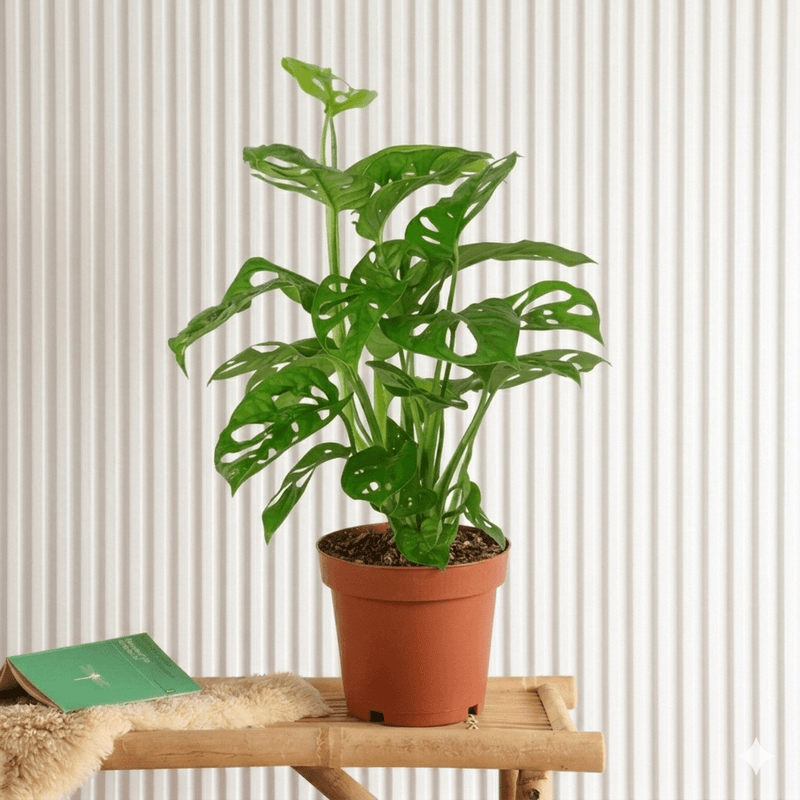 Swiss Cheese Plant 25 - 35cm | UAE Best Selling Plants! - Greensouq - 
