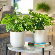 Swiss Cheese Vine Pair - Greensouq - 